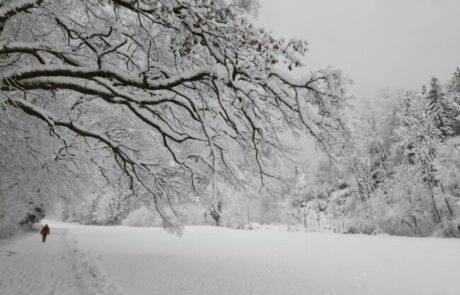 adventspaziergang-im-Wald-im-idyllischen-Salzburg