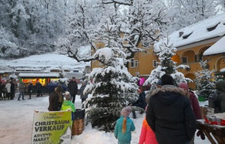 glanegger-weihnachtsmark-christbaum-verkauf-weihnachtsspaziergang