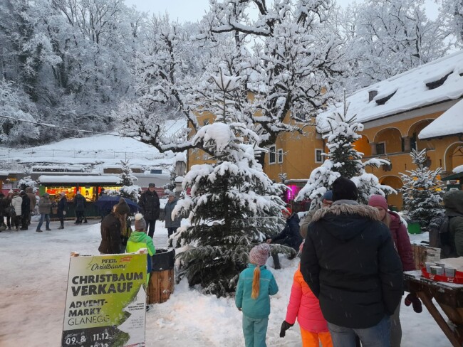 glanegger-weihnachtsmark-christbaum-verkauf-weihnachtsspaziergang
